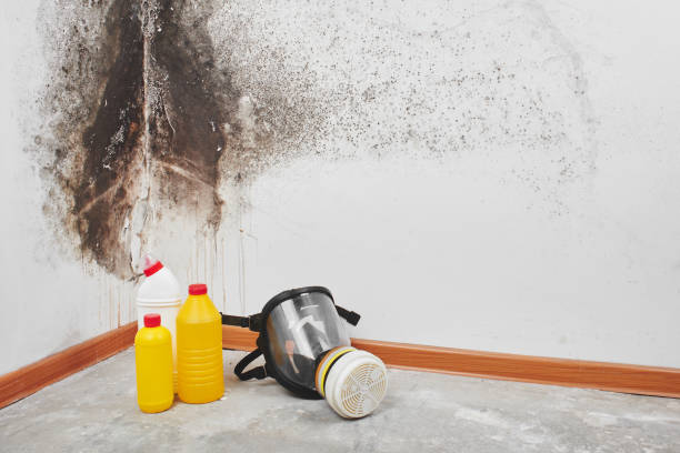 Best Mold Damage Repair  in Washington, DC