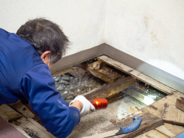 Best Mold Cleaning Services  in Washington, DC