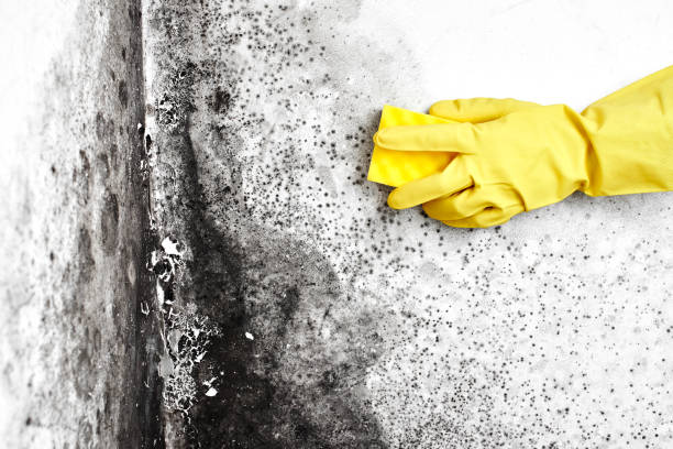Best Mold Removal Company Near Me  in Washington, DC