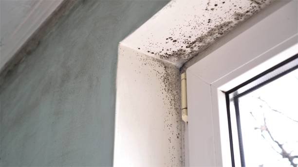 Best Mold Inspection  in Washington, DC