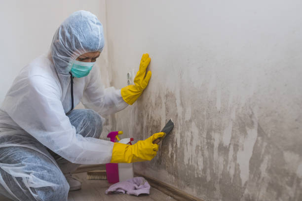 Best Emergency Mold Removal  in Washington, DC
