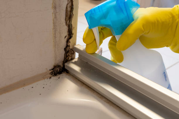 Best Fast Mold Removal  in Washington, DC