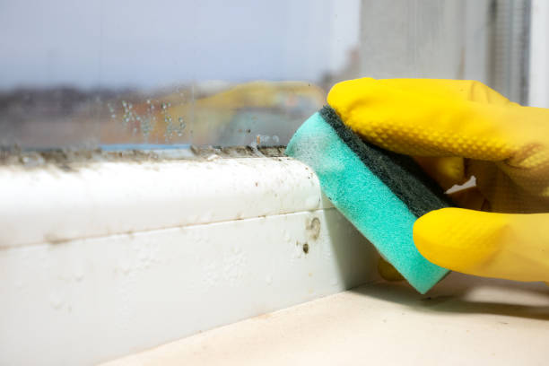 Best Attic Mold Removal  in Washington, DC