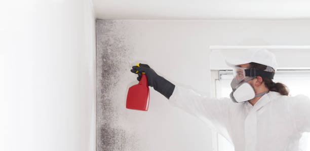 Best Affordable Mold Removal  in Washington, DC