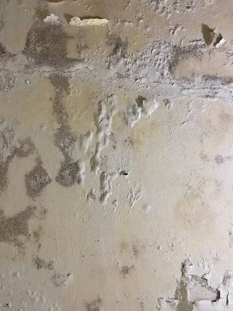 Best Office Mold Removal Services  in Washington, DC