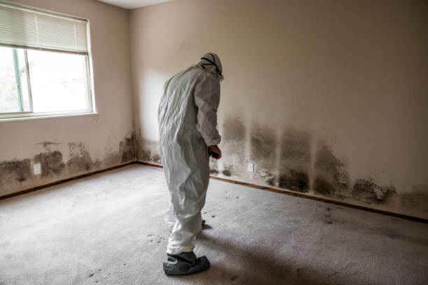 Best Toxic Mold Removal  in Washington, DC