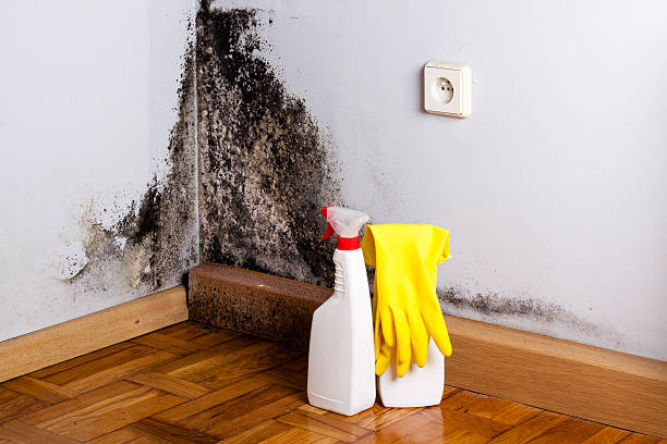 Best Same-Day Mold Removal  in Washington, DC