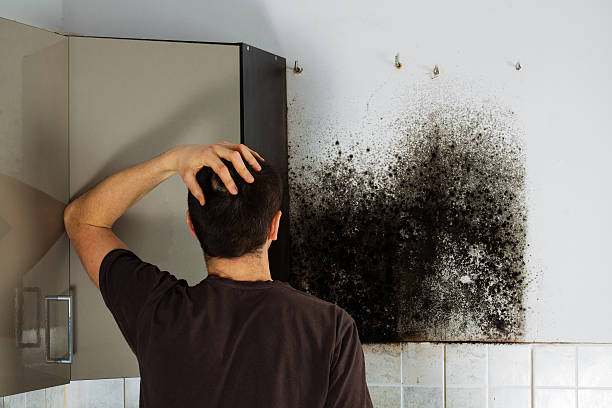 Best Residential Mold Removal  in Washington, DC