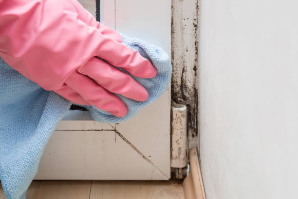 Best Mold Removal Company Near Me  in Washington, DC