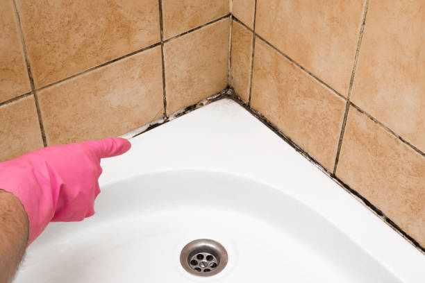 Best Affordable Mold Removal  in Washington, DC